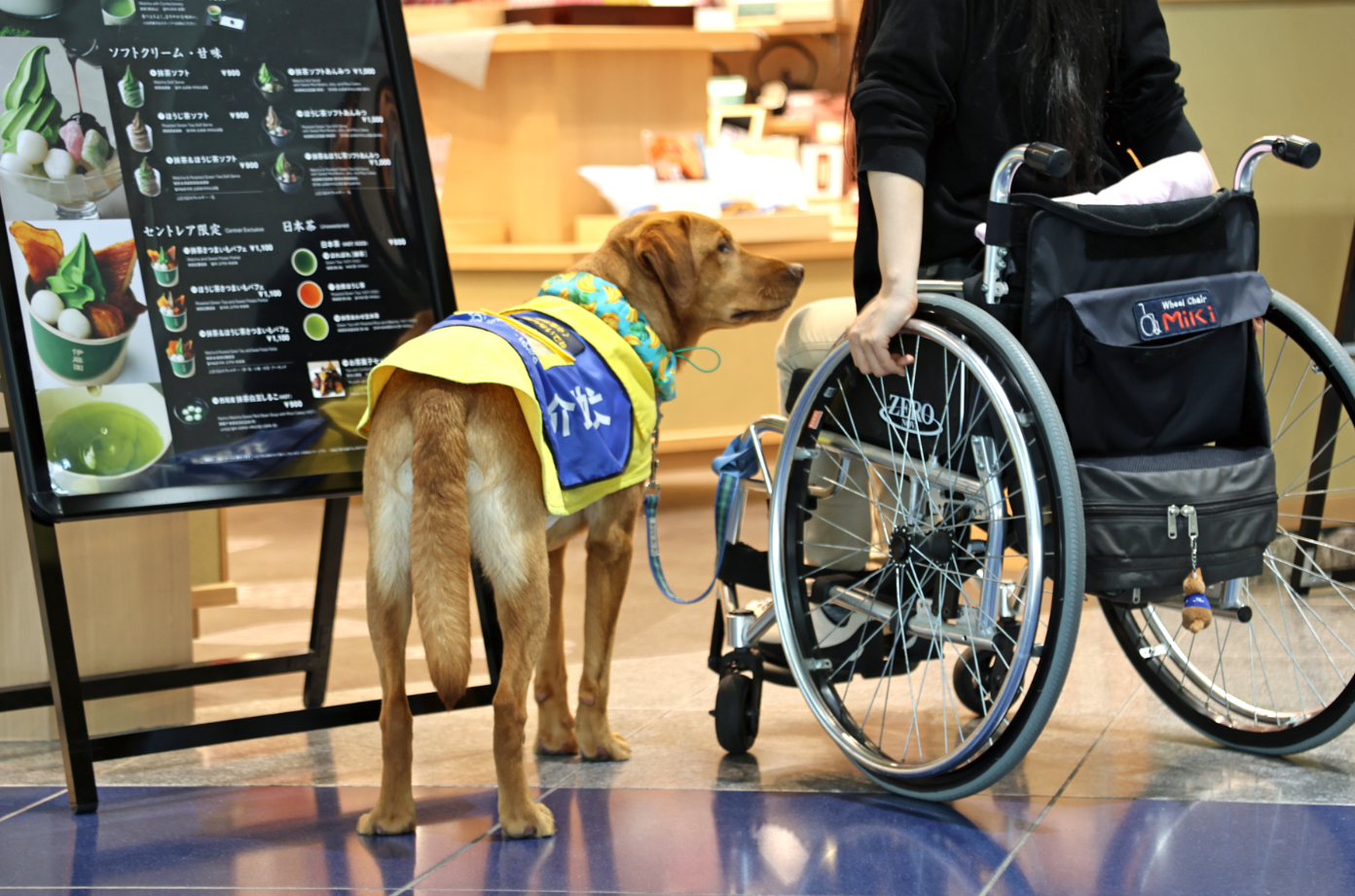 日本中部国际机场开展候补辅助犬训练