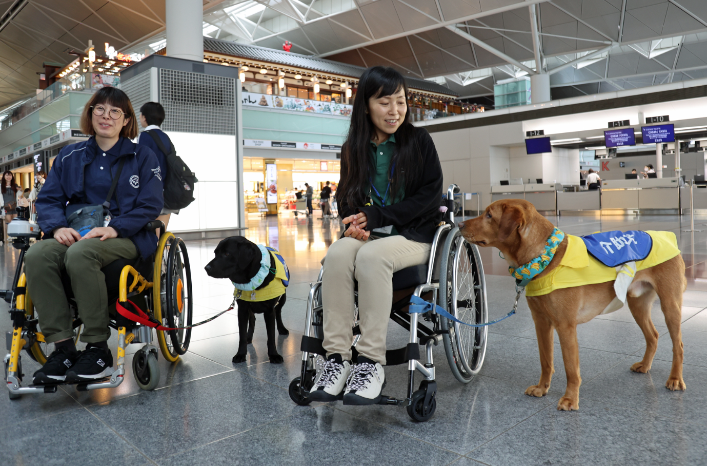 日本中部国际机场开展候补辅助犬训练