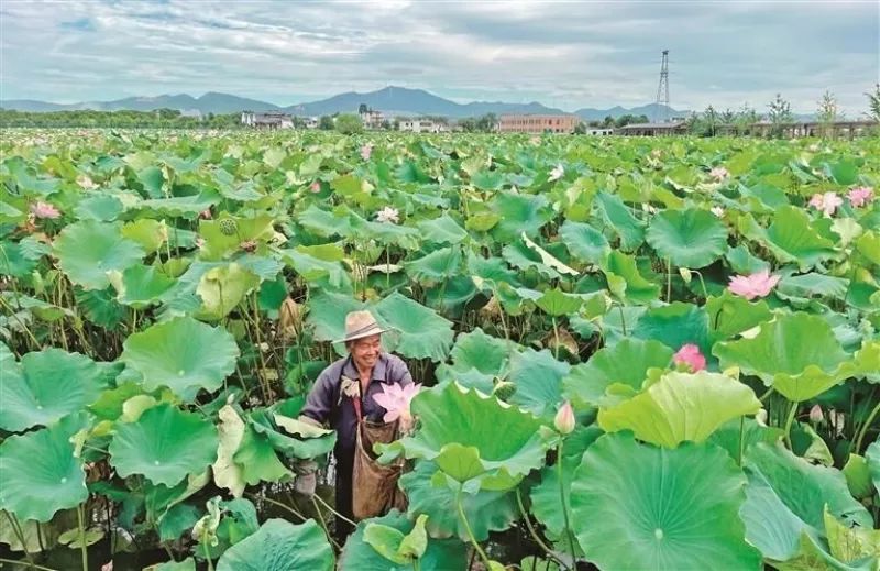 “太空莲”喜迎丰收，航天樱花初露锋芒，航天育种喜获丰硕成果与培育阶段突破