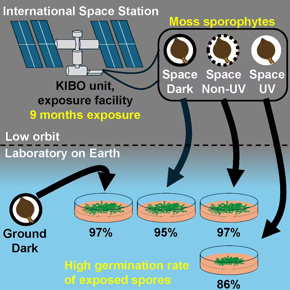 科学界首次确认：苔藓孢子在外太空暴露 9 个月仍存活并繁殖，可耐极端辐射与温度
